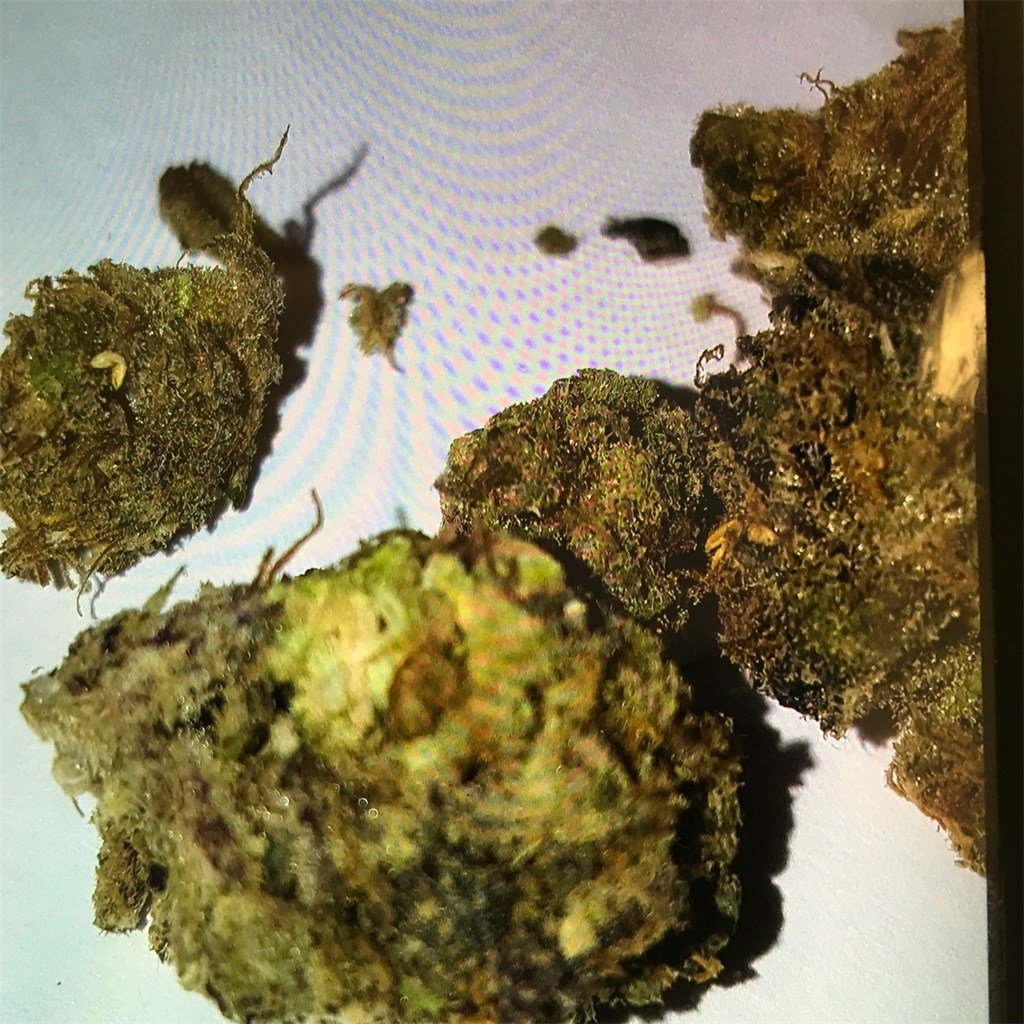 Sleestack-Kush.jpg
