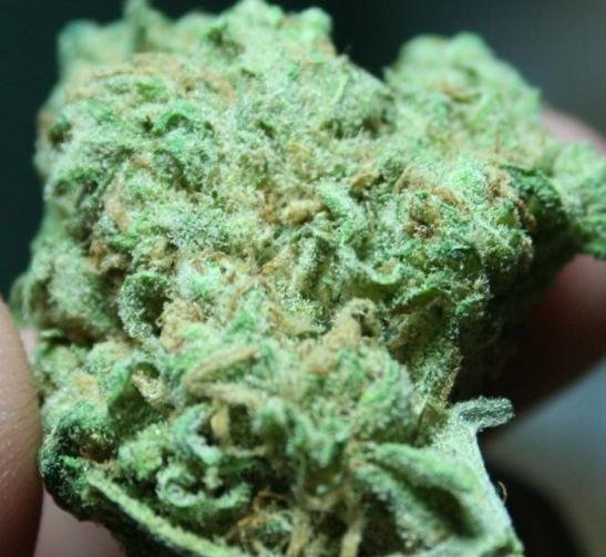 blue-dream-marijuana-strain-3.jpg