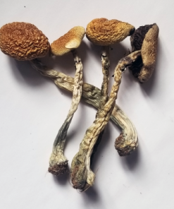 bplus-e1564315572158-247x296-1.png