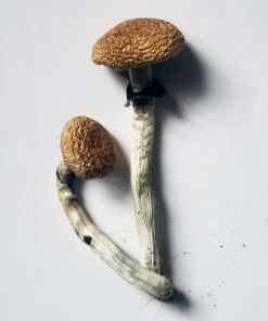 goldenteacher-e1564315540656-247x296-1.png